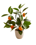 Árbol Decorativo Naranjita Terreta